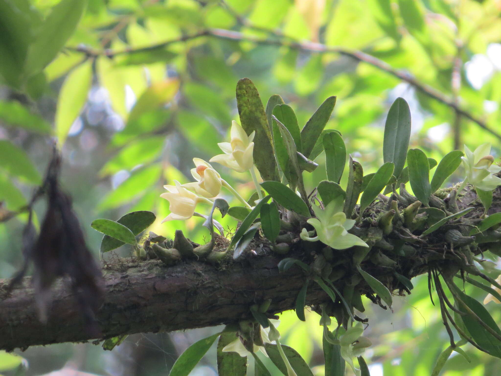 Bulbophyllum pectinatum Finet的圖片