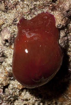 Image of Beadlet anemone