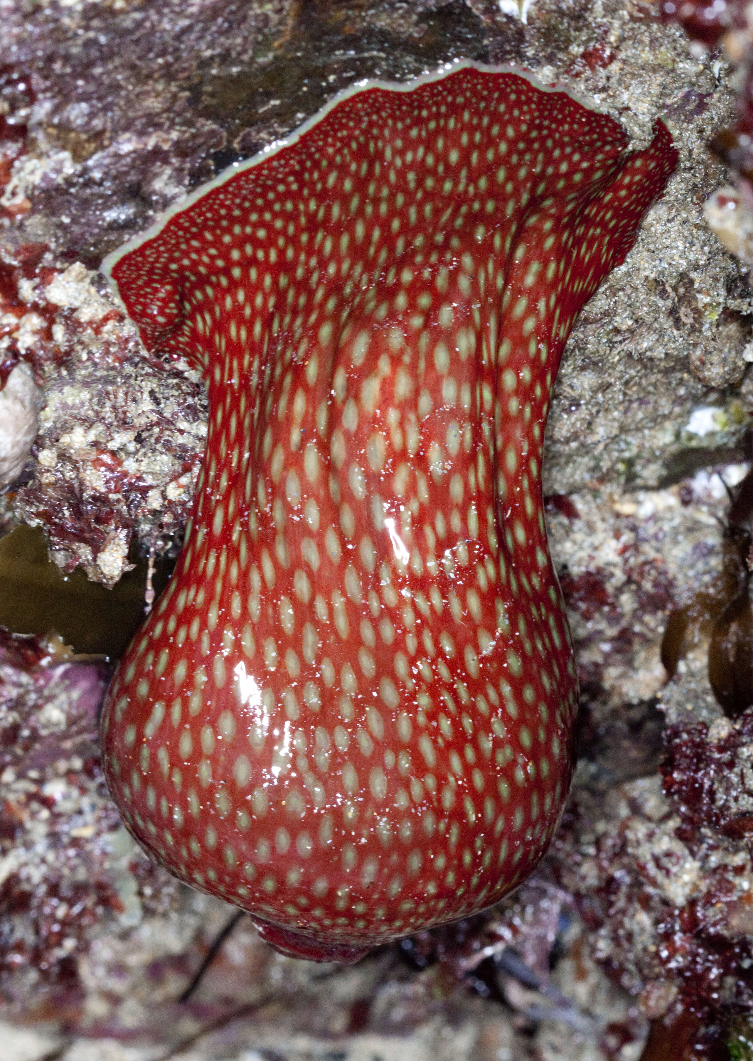 Image of Strawberry anemone