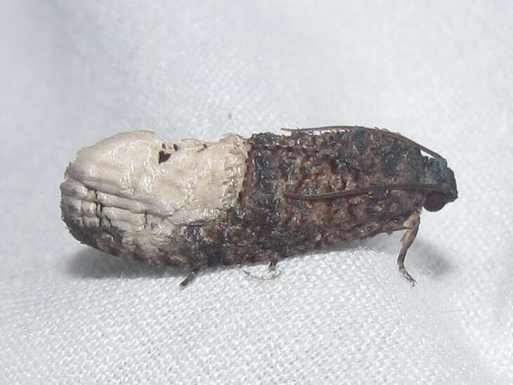 Image of Locust Twig Borer Moth