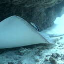 Image of Jenkins' Whipray