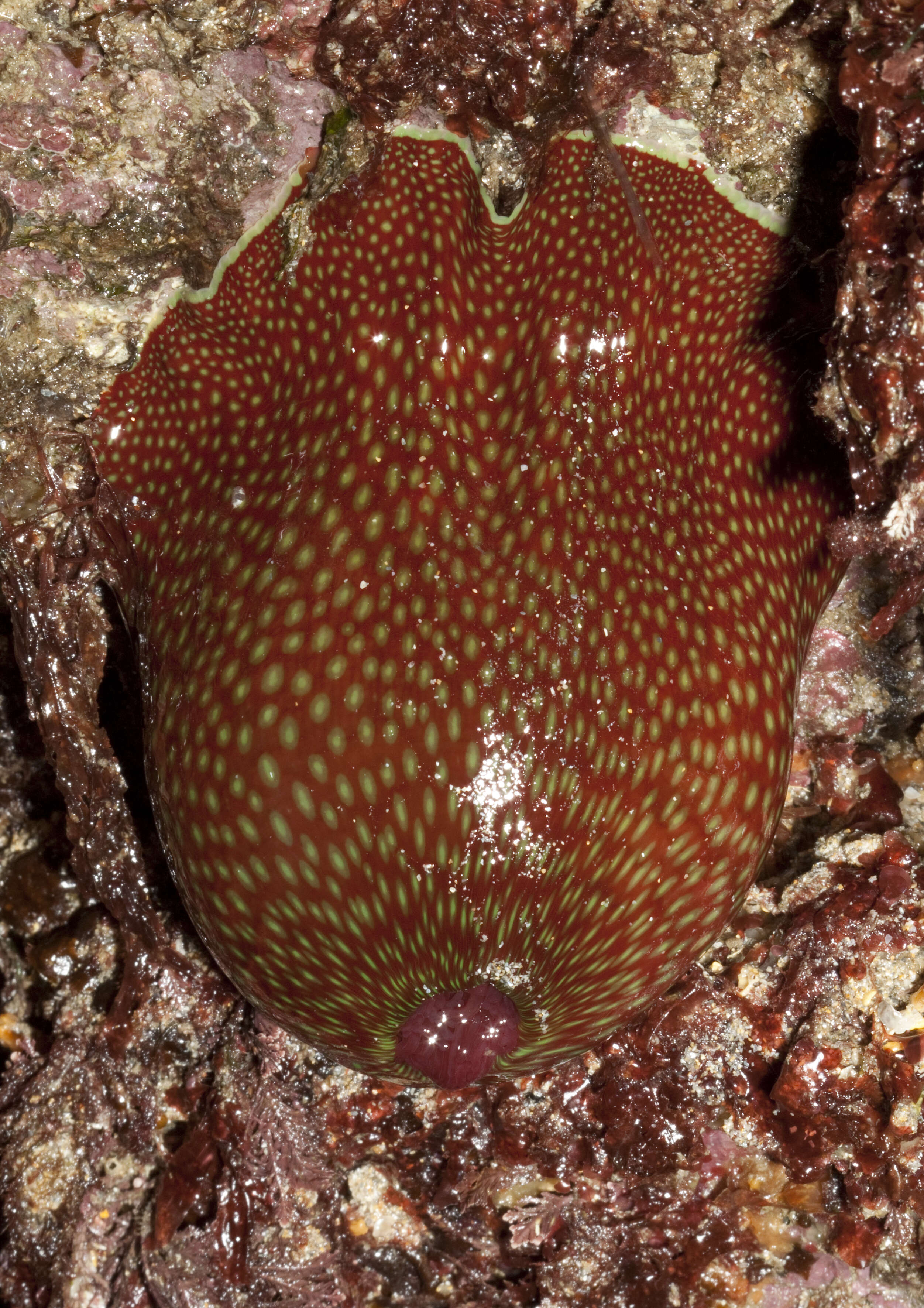 Image of Strawberry anemone