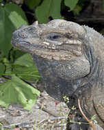 Image of Mona Island Iguana