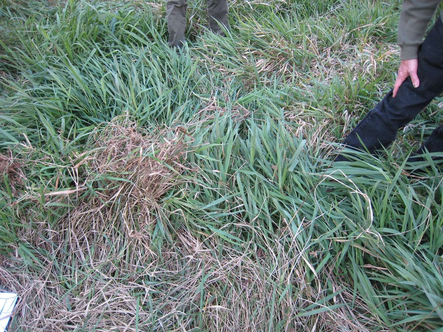 Image of reed canarygrass