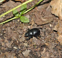 Слика од Geotrupes stercorarius (Linnaeus 1758)