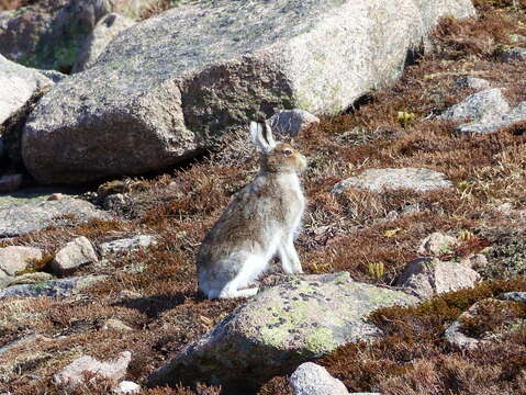 Image of Arctic Hare