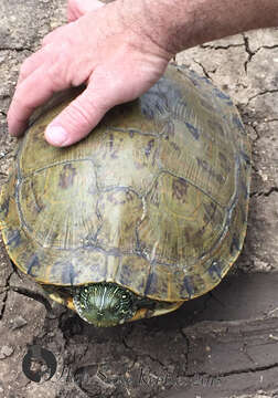 Image of Texas River Cooter