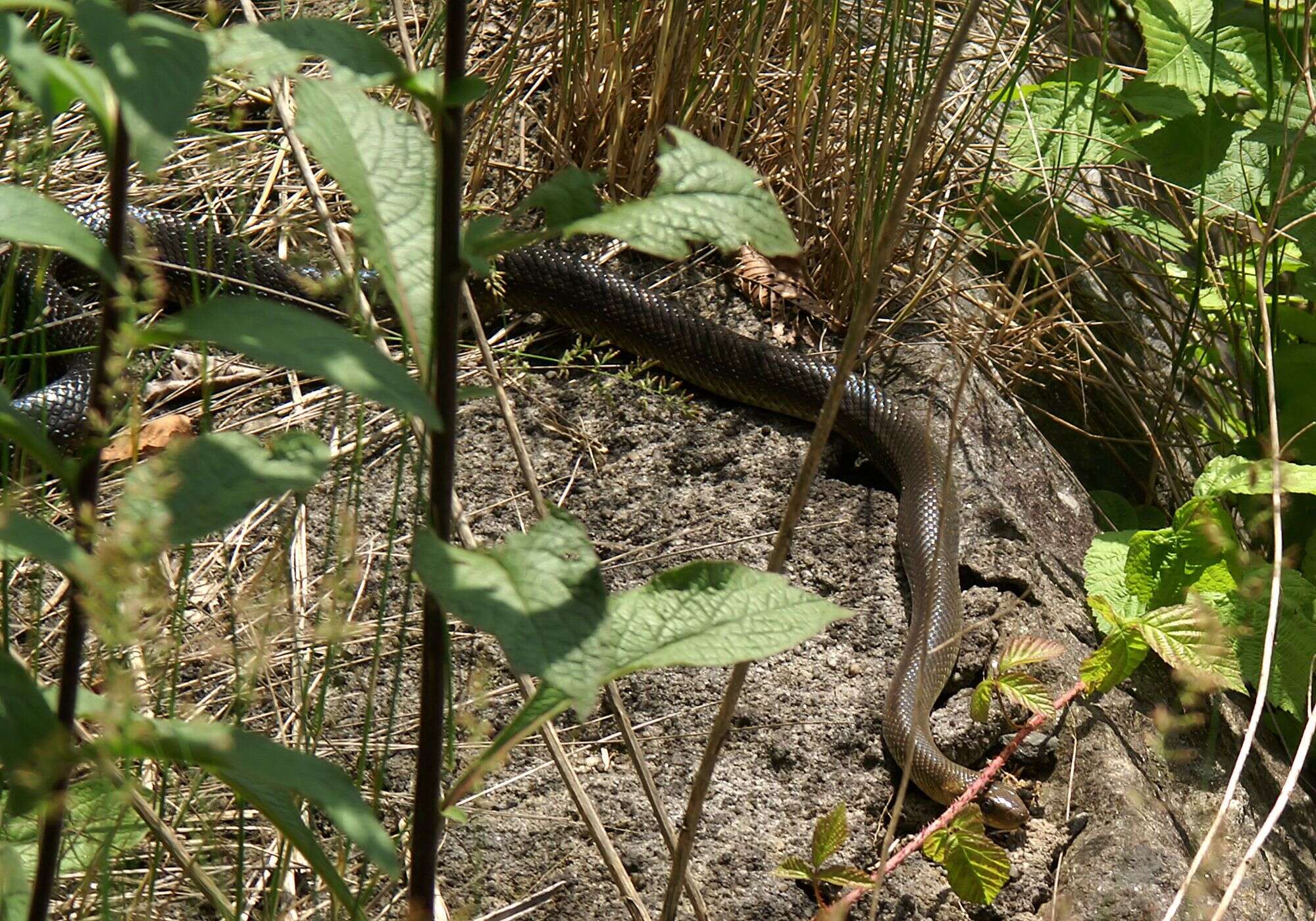 Image of Aesculapian Ratsnake