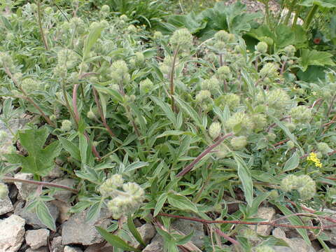 Phacelia leptosepala Rydb.的圖片