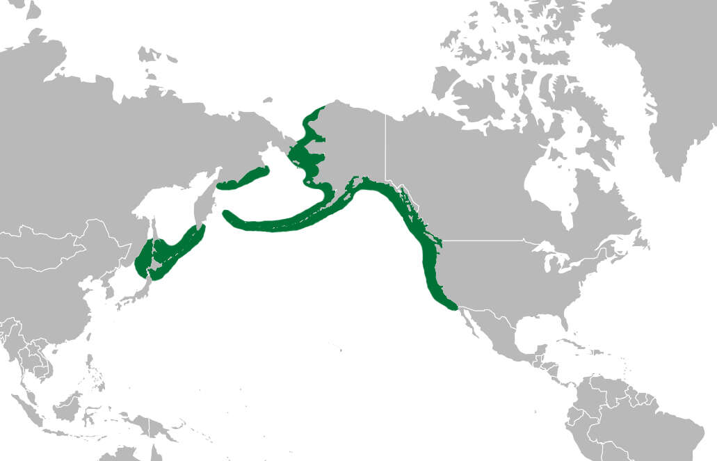 Image of Phalacrocorax Brisson 1760