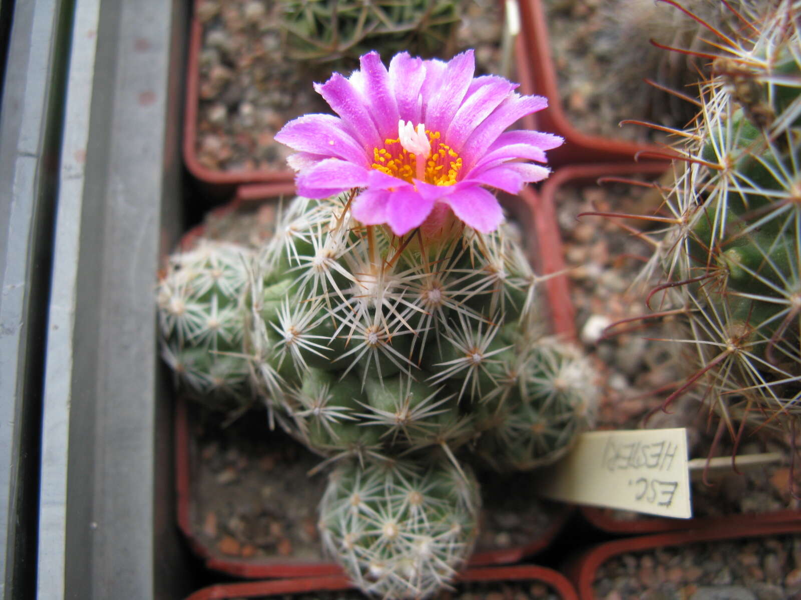 Image of foxtail cactu