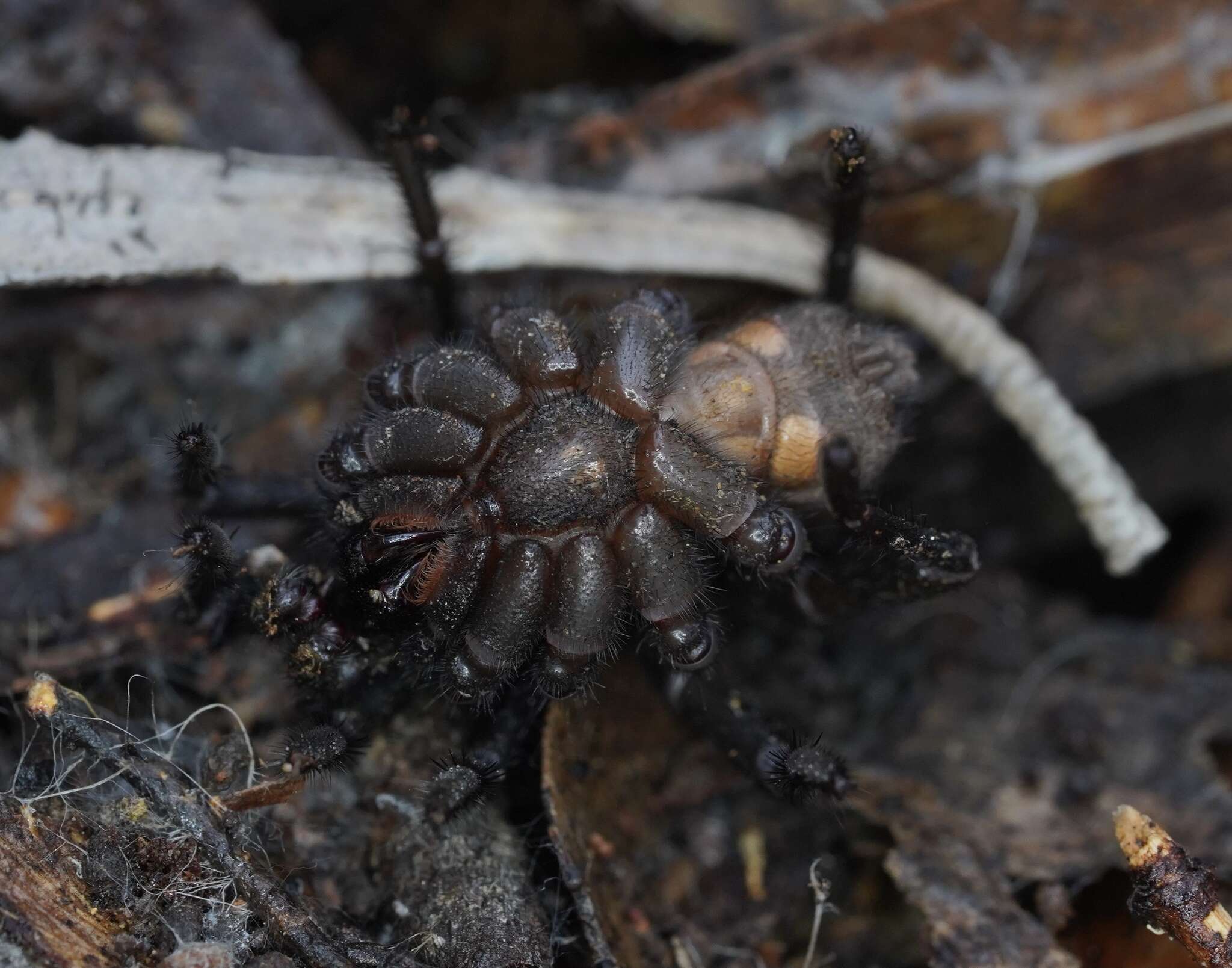 Image of Hadronyche venenata (Hickman 1927)