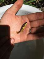 Image of Northern Redbelly Dace