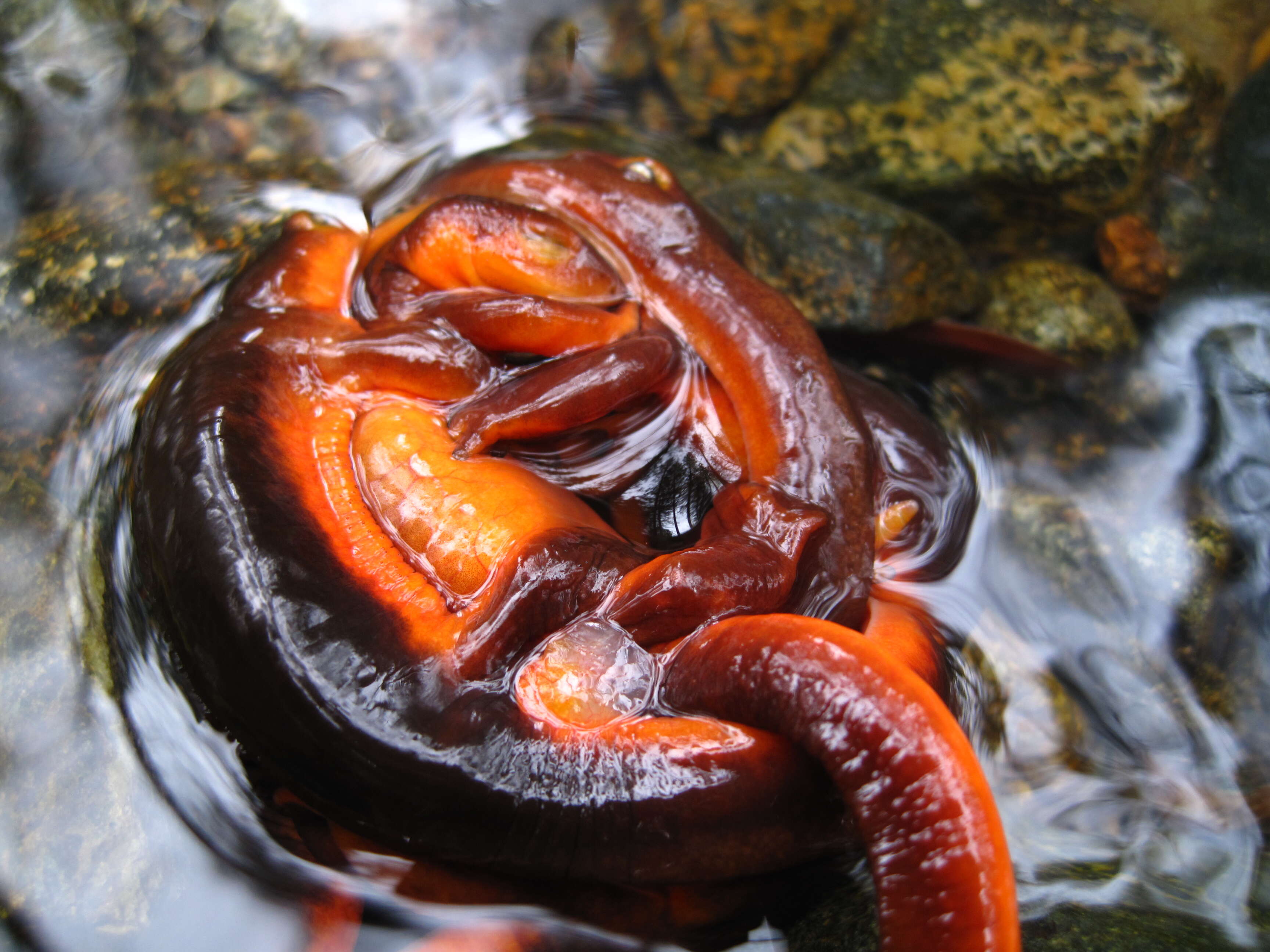 Image of Western North American newts