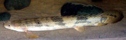 Image of Saddled bichir