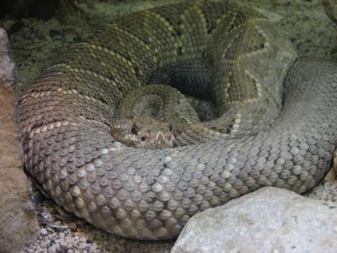 Image of Cascabel Rattlesnake