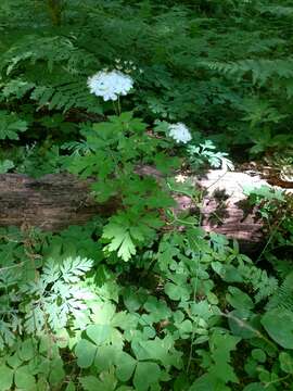 Image of Willamette false rue anemone