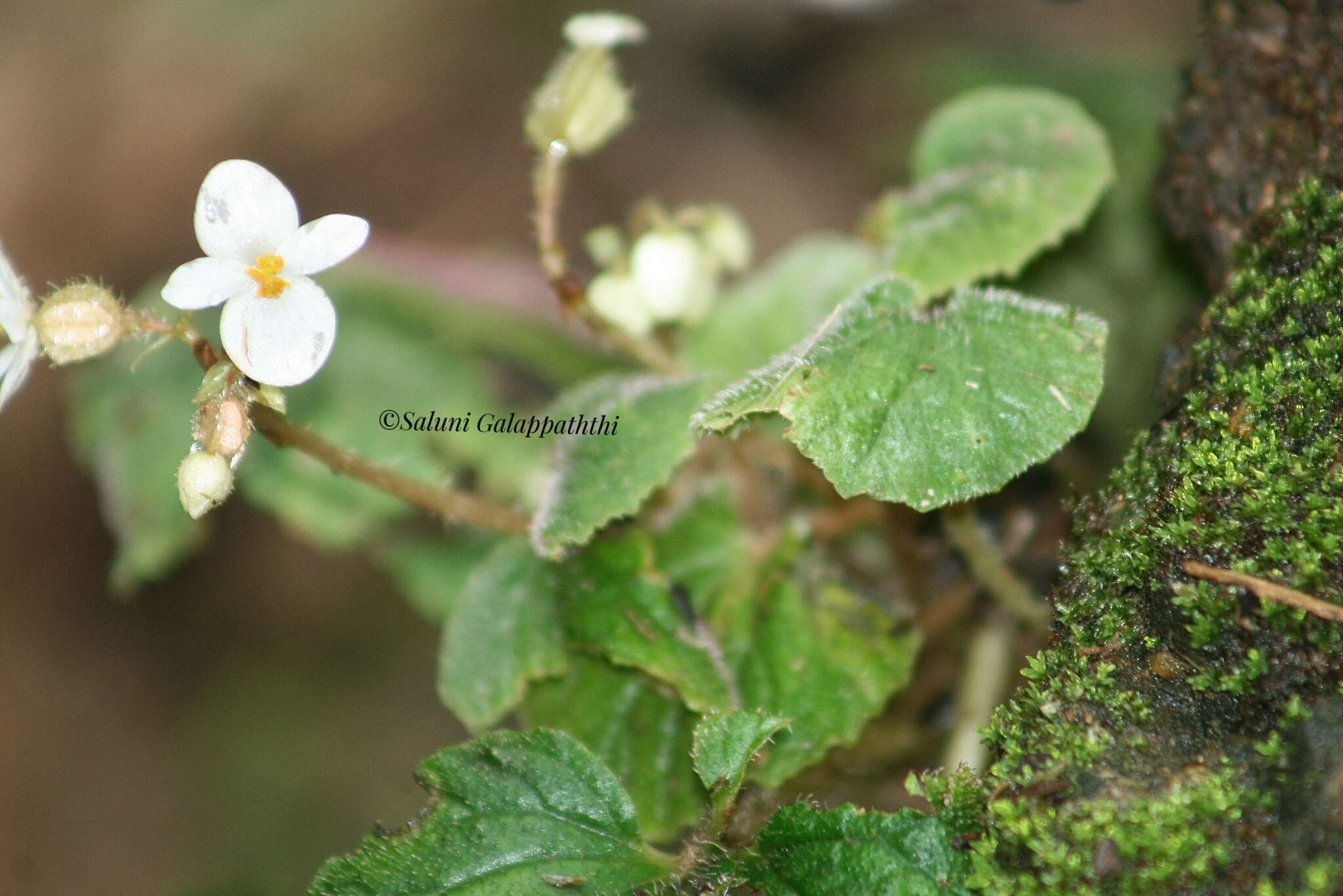 Image of Begonia tenera Dryand.