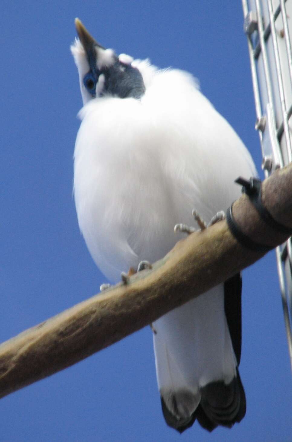 Plancia ëd Leucopsar Stresemann 1912