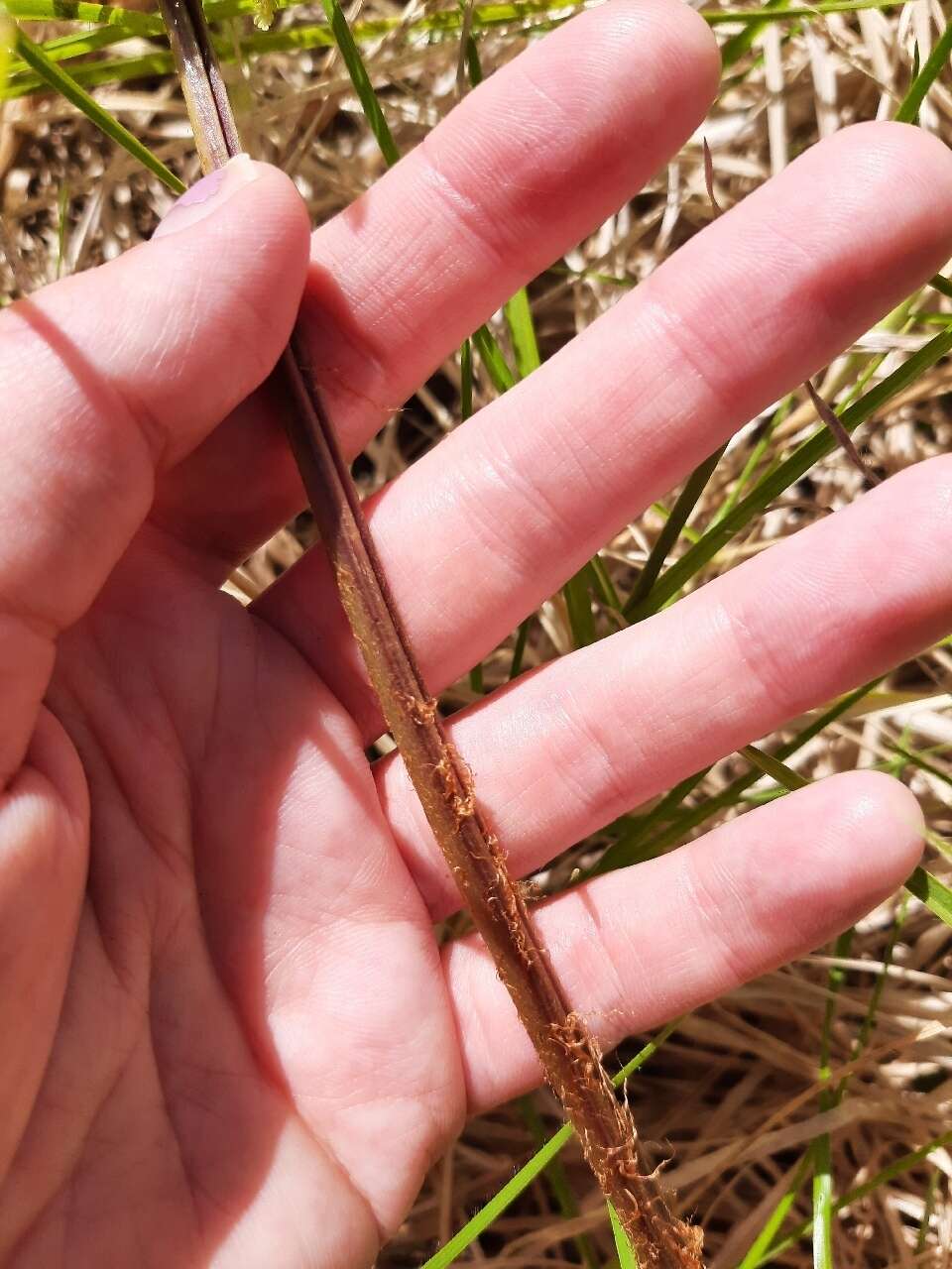 Image de Athyrium microphyllum (Sm.) Alston