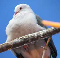 Image of Pink Pigeon