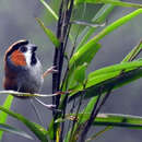 Image of Black-throated Parrotbill