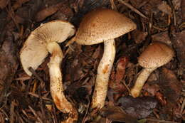 Image of Pholiota terrestris Overh. 1924