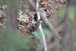 Image of Eastern Phoebe