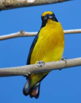 Image of Violaceous Euphonia