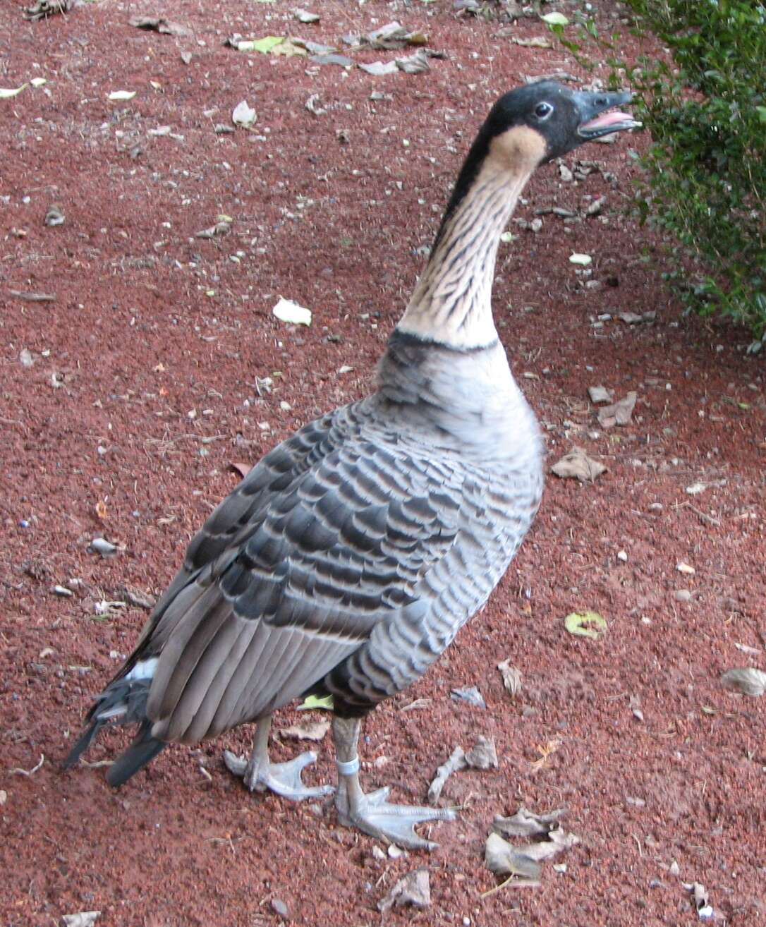 Image of Hawaiian goose