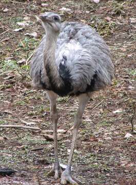 Image of Common Rhea