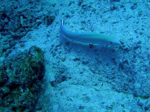 Image of Banded blanquillo