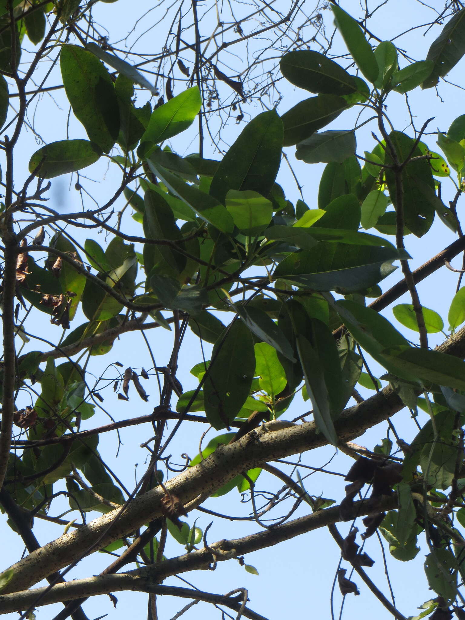 Image of Knobbly fig