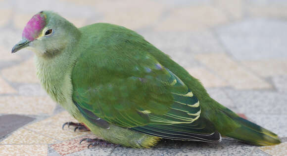 Image of Red-bellied Fruit Dove