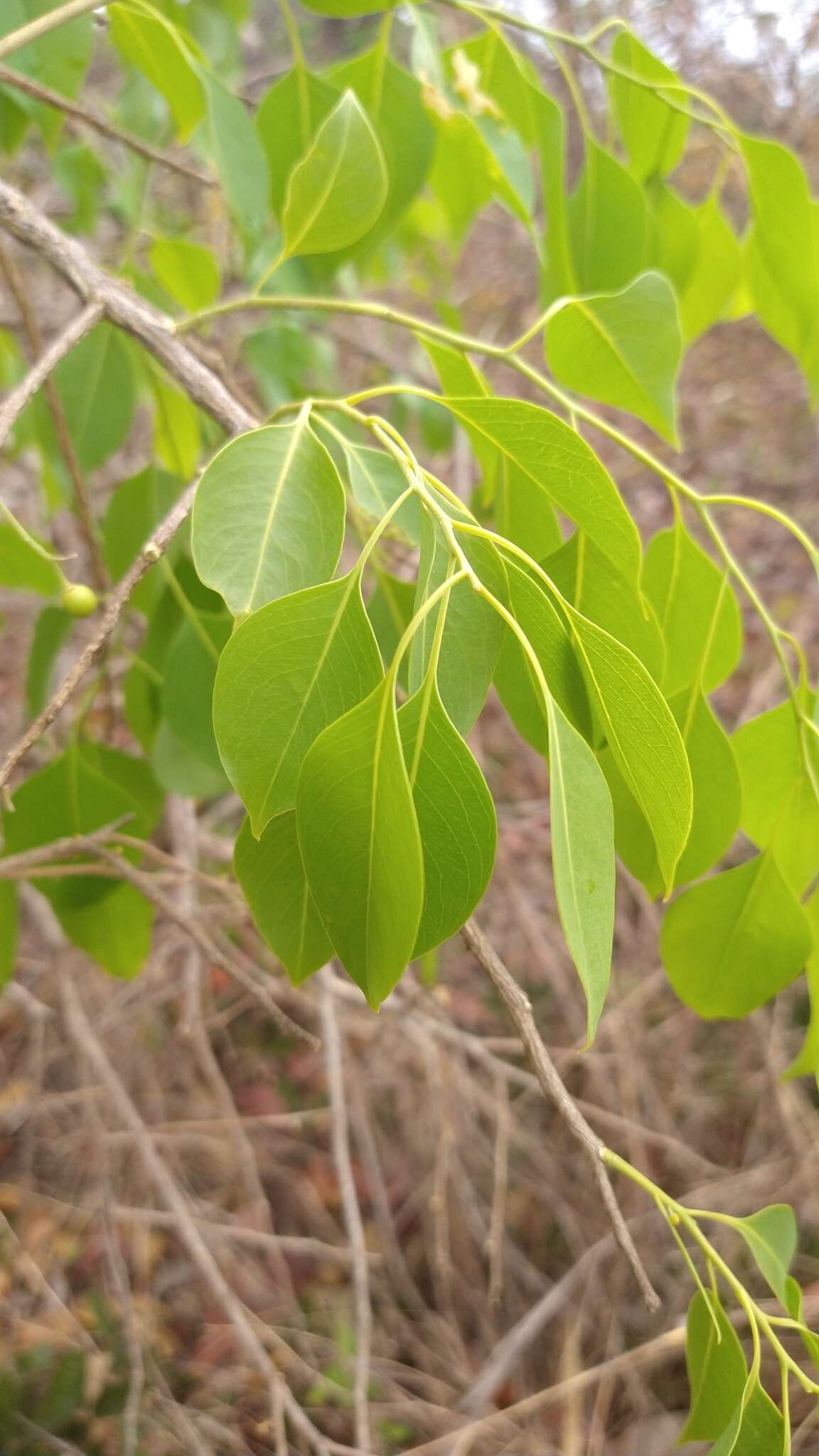 Image of Agonandra brasiliensis Benth. & Hook. fil.