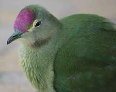 Image of Red-bellied Fruit Dove