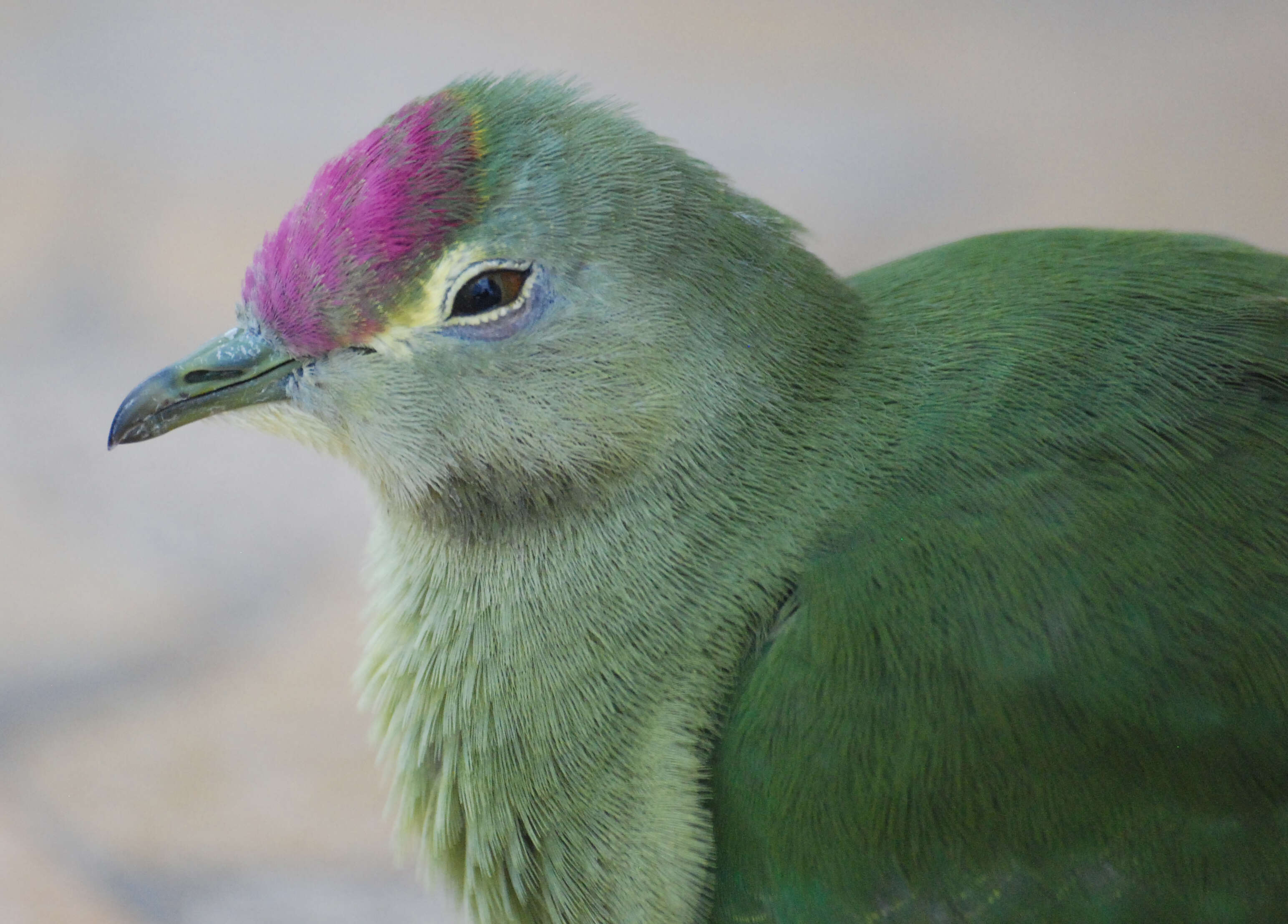 Image of Red-bellied Fruit Dove