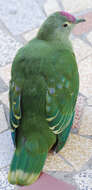 Image of Red-bellied Fruit Dove