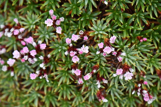 Image of Acantholimon lycopodioides (Girard) Boiss.