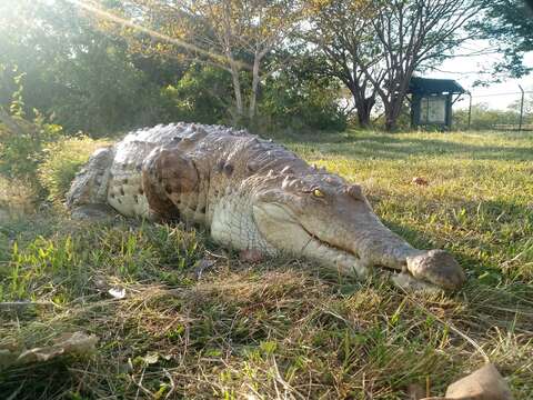 Image of Orinoco Crocodile