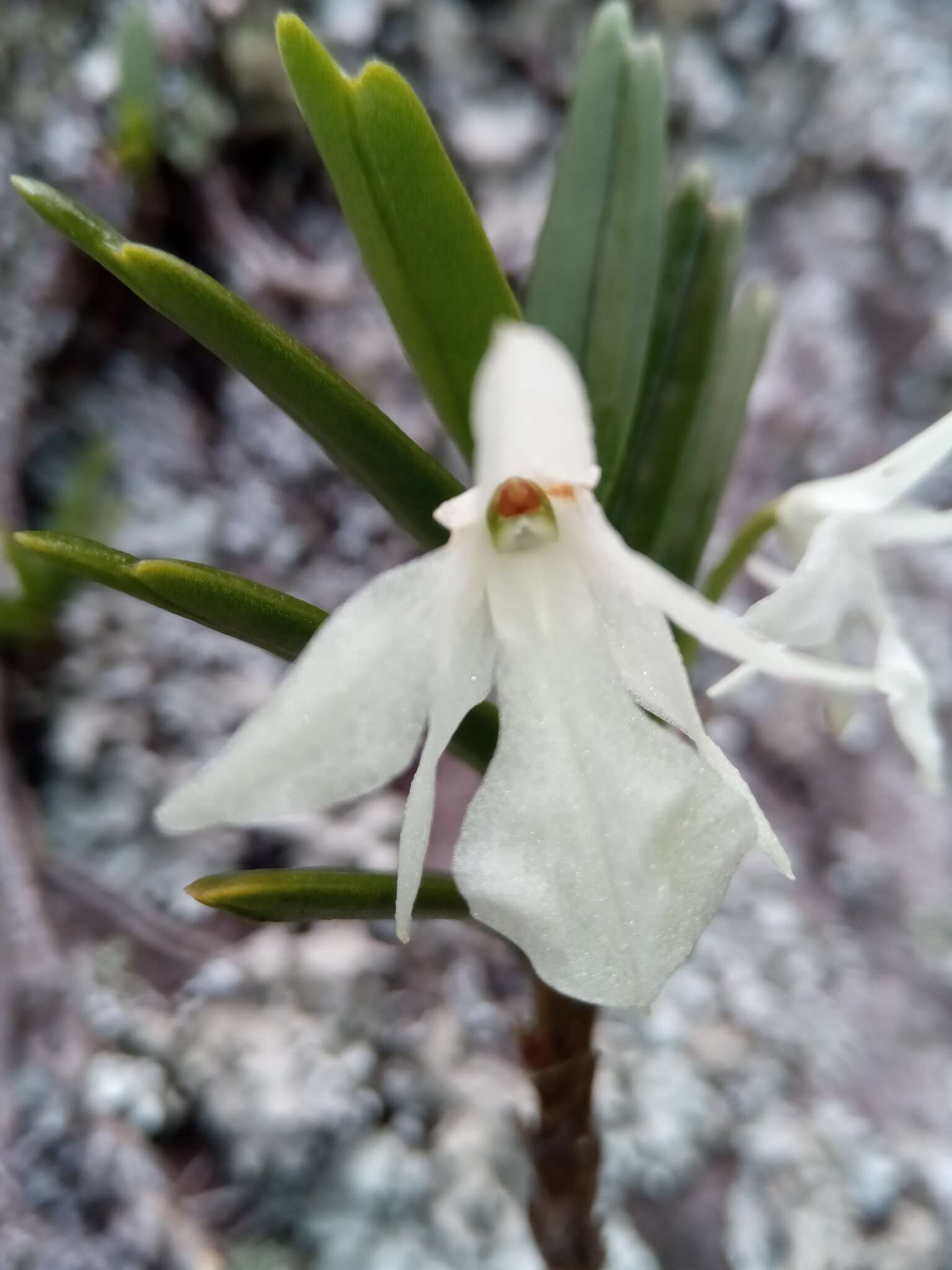 Plancia ëd Jumellea spathulata (Ridl.) Schltr.