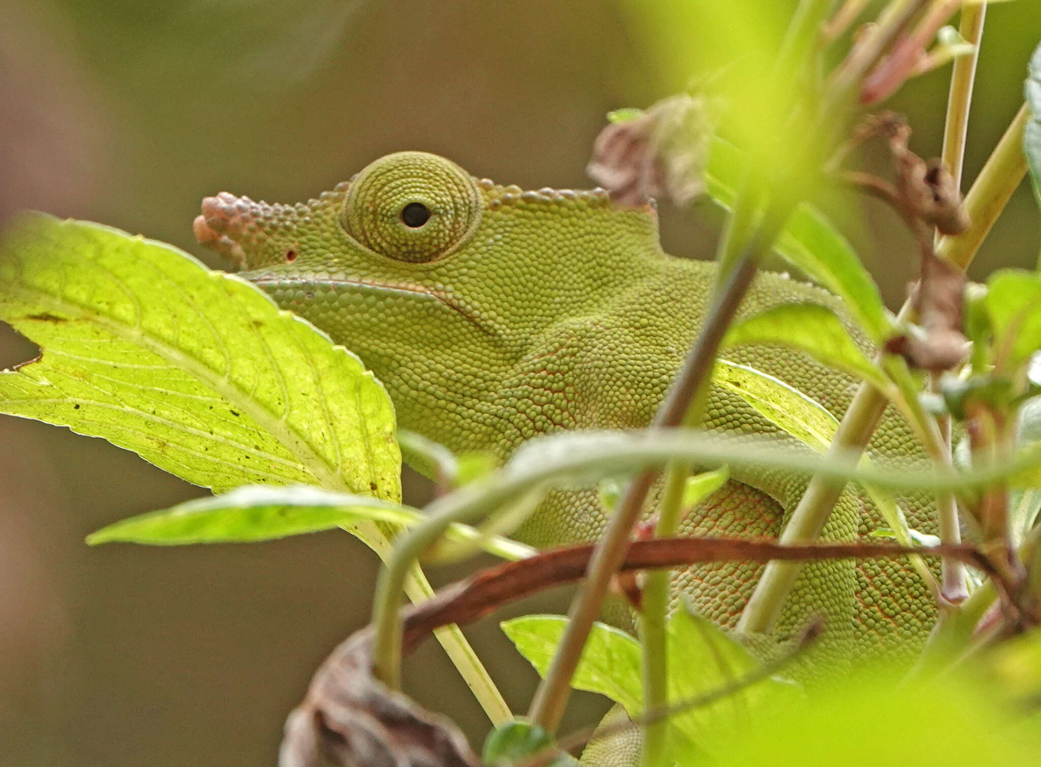 Image of Giant East Usambara Blade-horned Chameleon