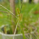 Image of Violet Crab Grass