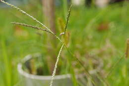 Image of Violet Crab Grass