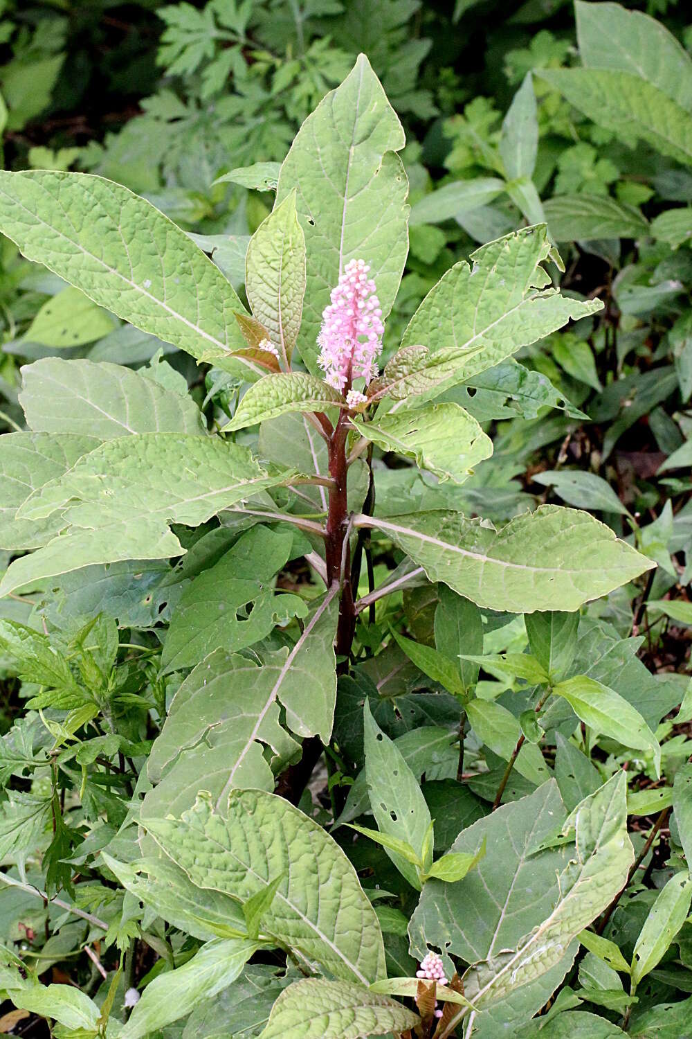 Image of Phytolacca polyandra Batalin