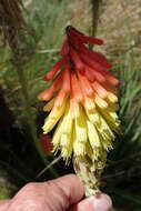 Image of Kniphofia stricta Codd