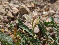 Imagem de Astragalus beckwithii var. purpureus M. E. Jones