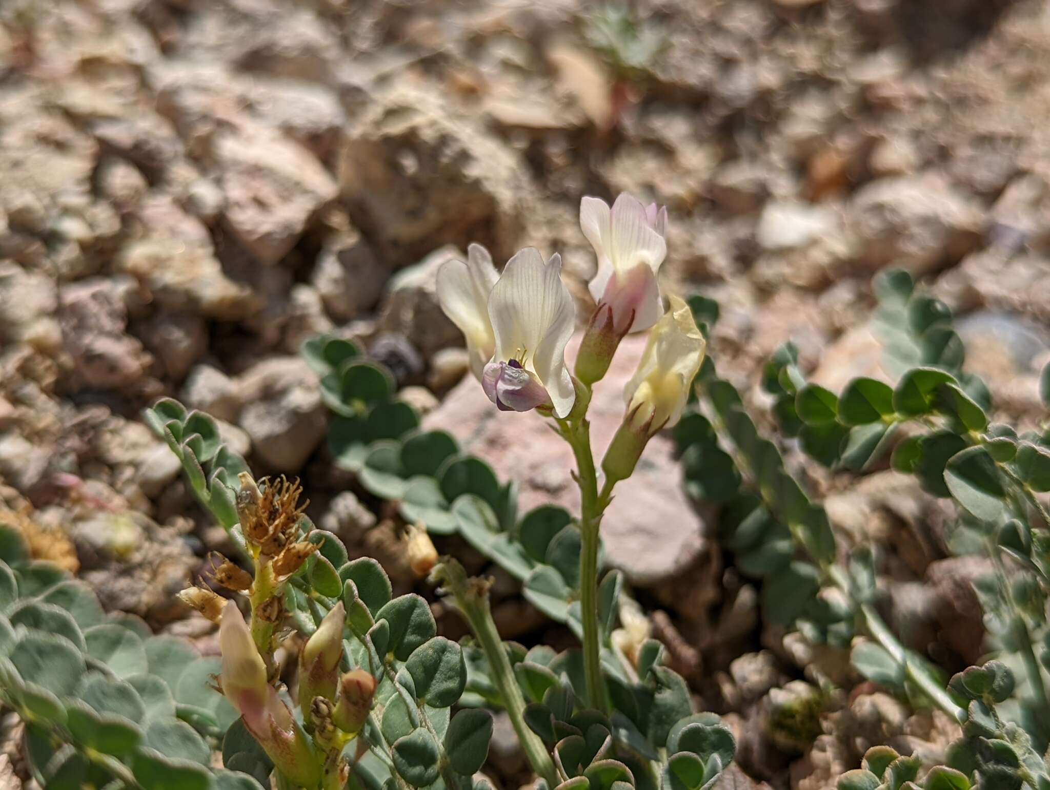 صورة Astragalus beckwithii var. purpureus M. E. Jones