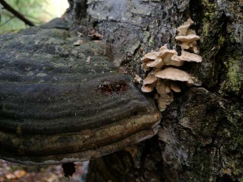 Antrodiella pallescens (Pilát) Niemelä & Miettinen 2006 resmi