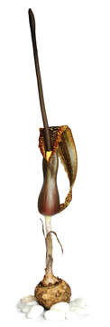 Image of Voodoo Lily